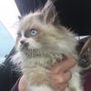 surpriseamber